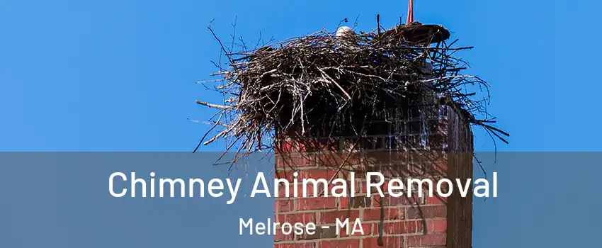  Chimney Animal Removal Melrose - MA