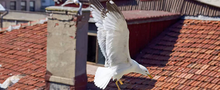 Residential Chimney Animal Removal Solution in Melrose, MA