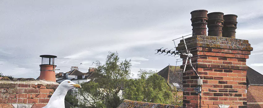 Chimney Cleaning And Restoration in Melrose, Massachusetts